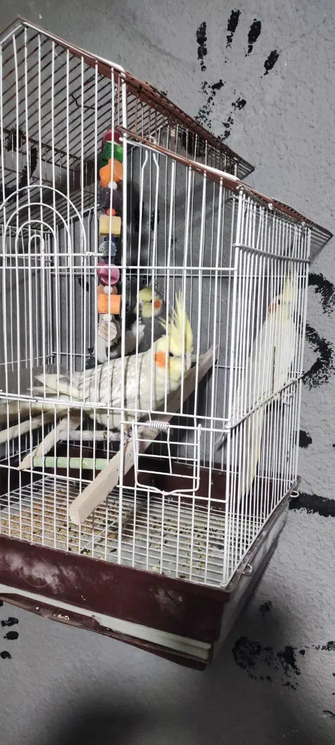 عروس هلندی|پرنده|نقده, |دیوار