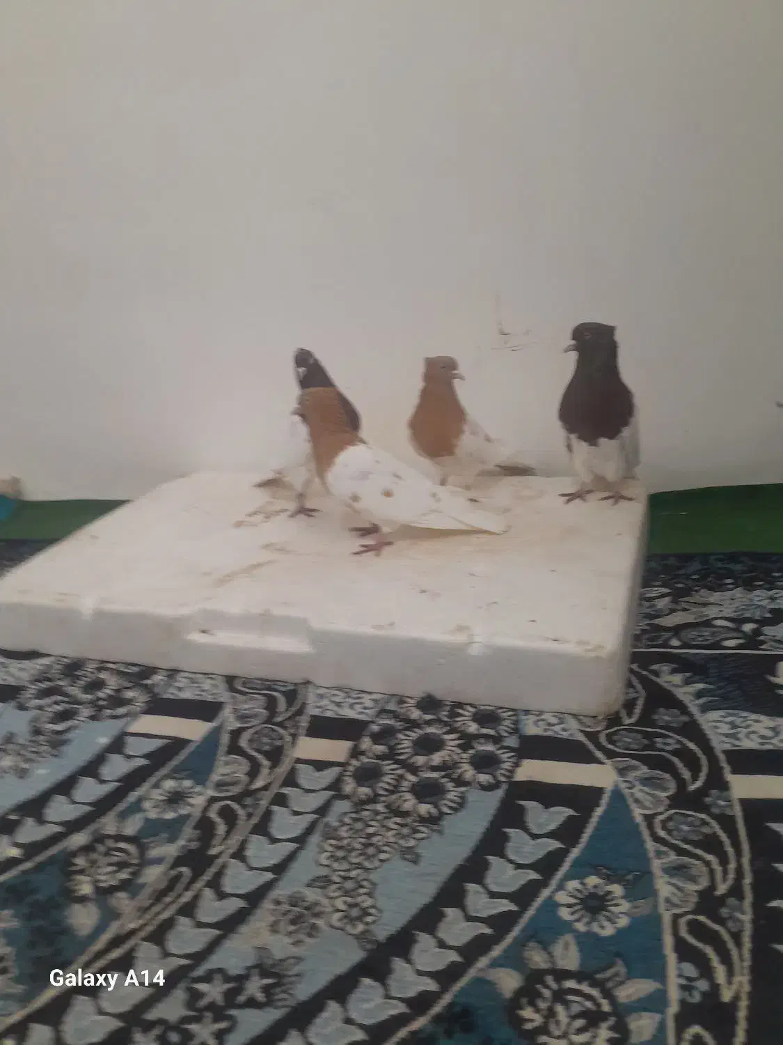 دوجفت کله سرخ زرد|پرنده|باوی, |دیوار