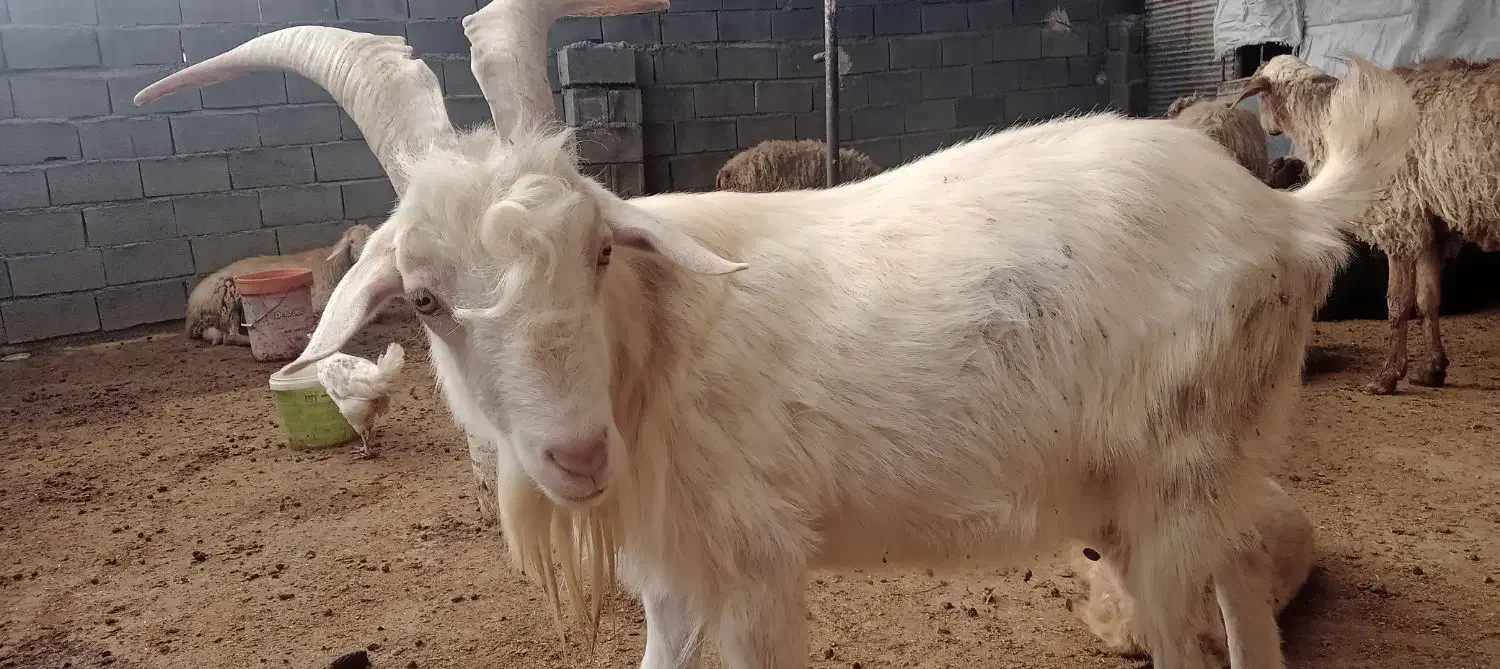 نر بز سانن|حیوانات مزرعه|گرمخان, |دیوار