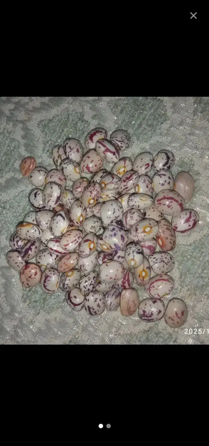 لوبیا چیتی|خوردنی و آشامیدنی|مشهد, شهید قربانی|دیوار