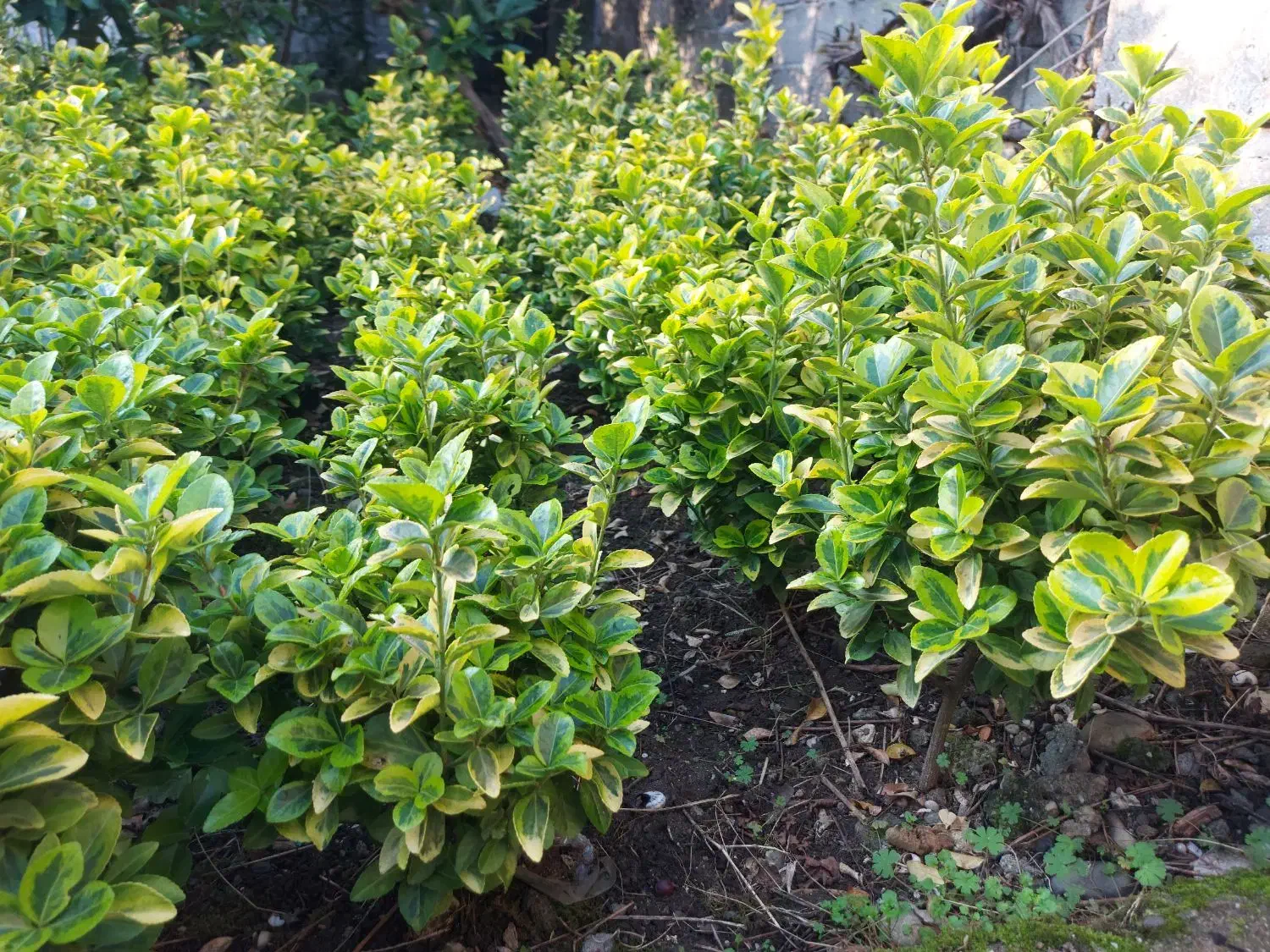 شمشاد طلایی زمینی|گل و گیاه طبیعی|رودسر, |دیوار