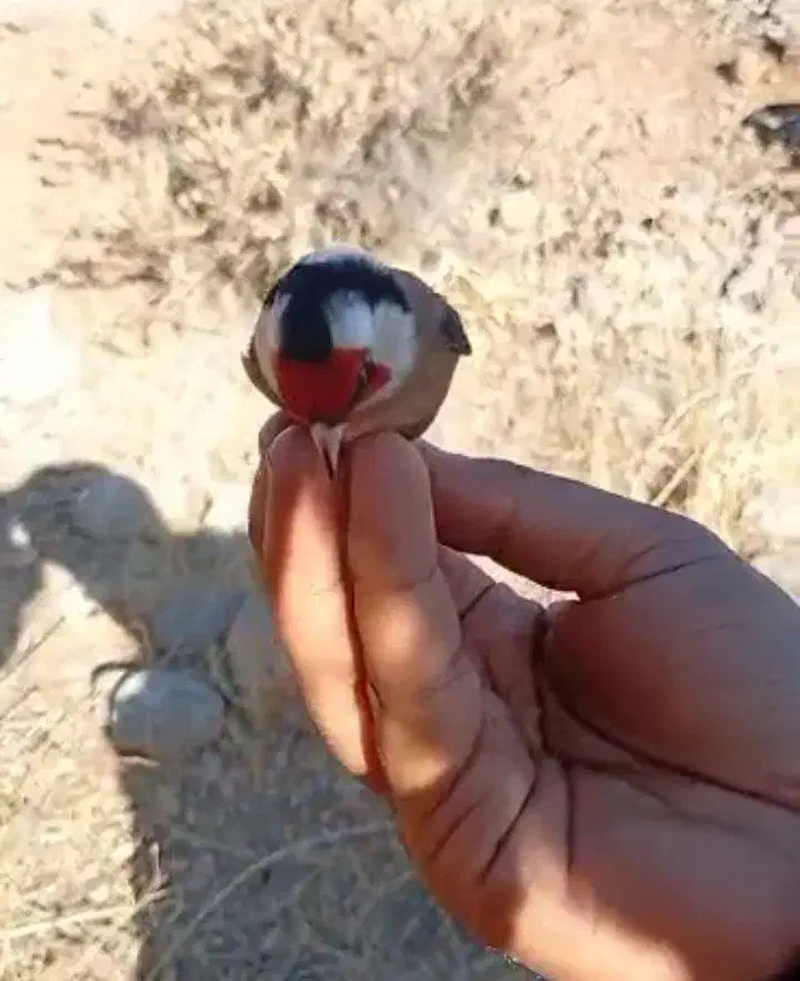 سهره تازه بروجرد|پرنده|تهران, امین حضور|دیوار