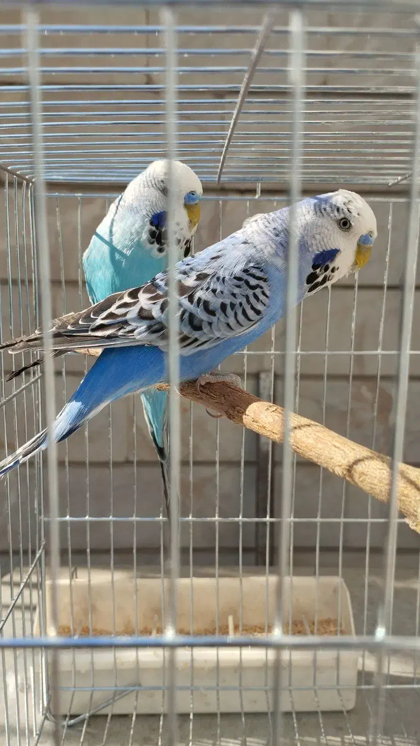 مرغ عشق انگلیسی|پرنده|تهران, باغ خزانه|دیوار