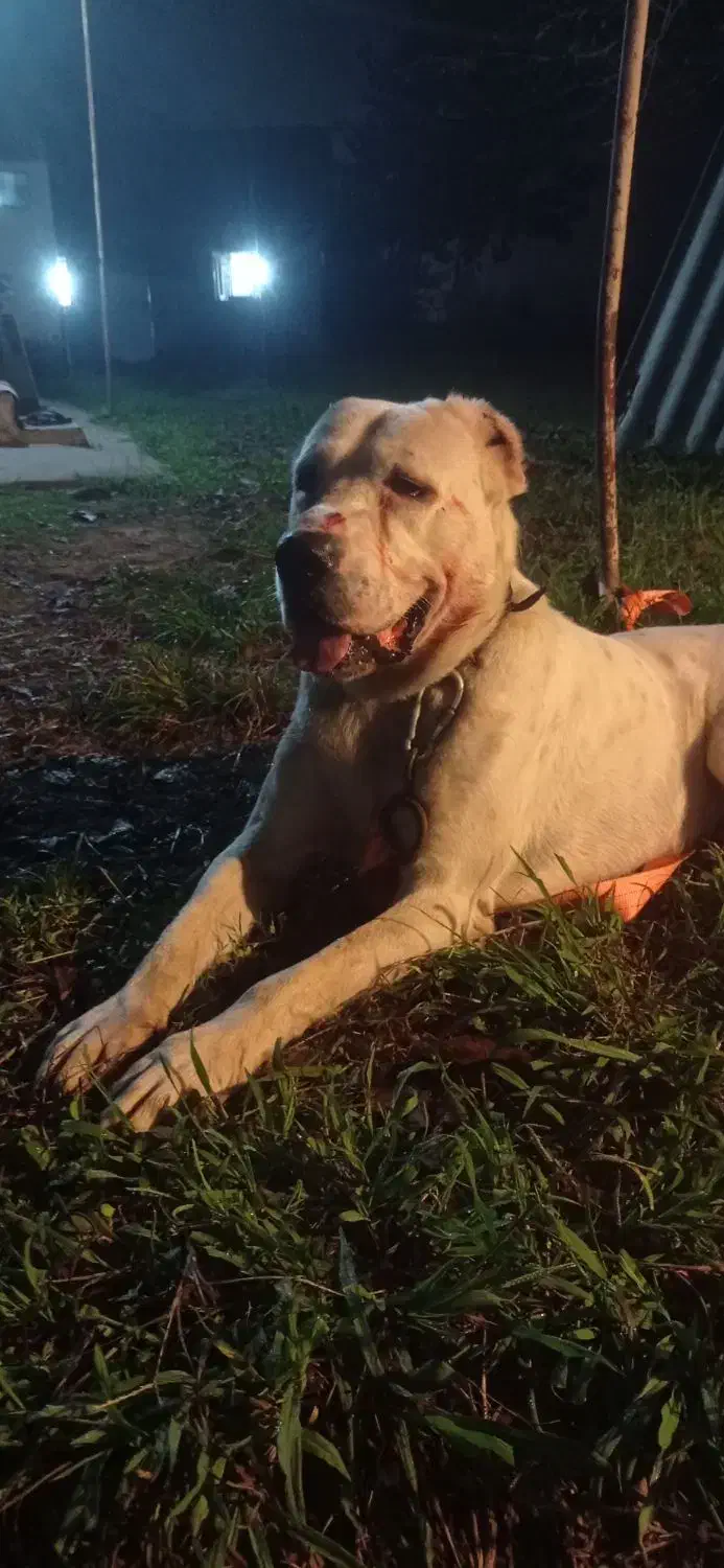 سگ آلابای|سگ|سنگر, |دیوار