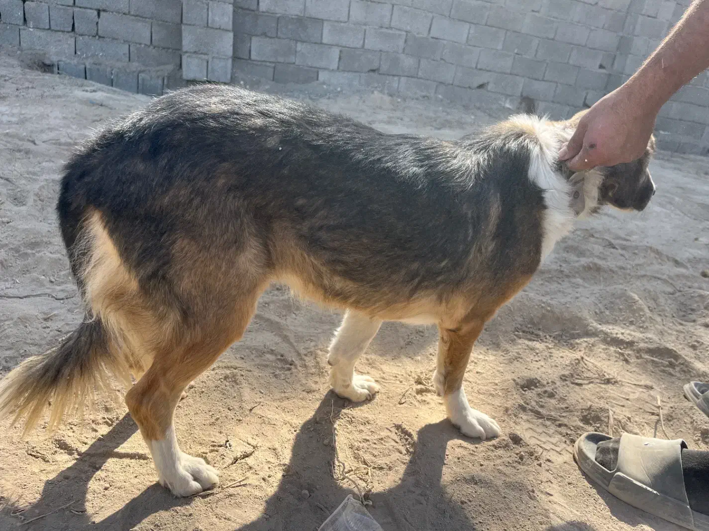 سگ نژاد دار اصیل پاکوتاه|سگ|تهران, دکتر هوشیار|دیوار