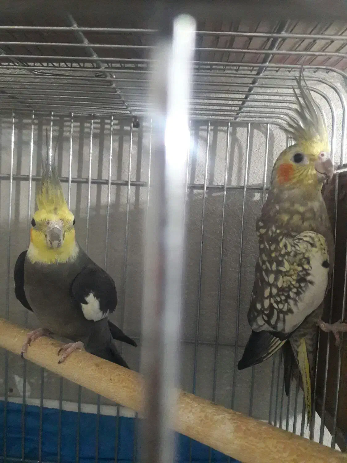 طوطی عروس نروماده|پرنده|الوند, |دیوار