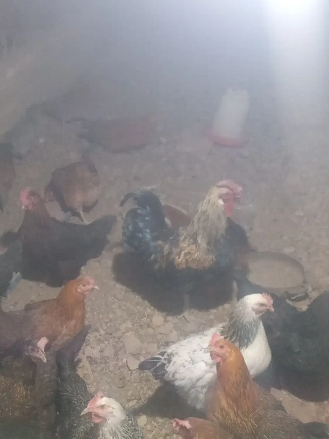 فروش مرغ و خروس|حیوانات مزرعه|فریدونشهر, |دیوار