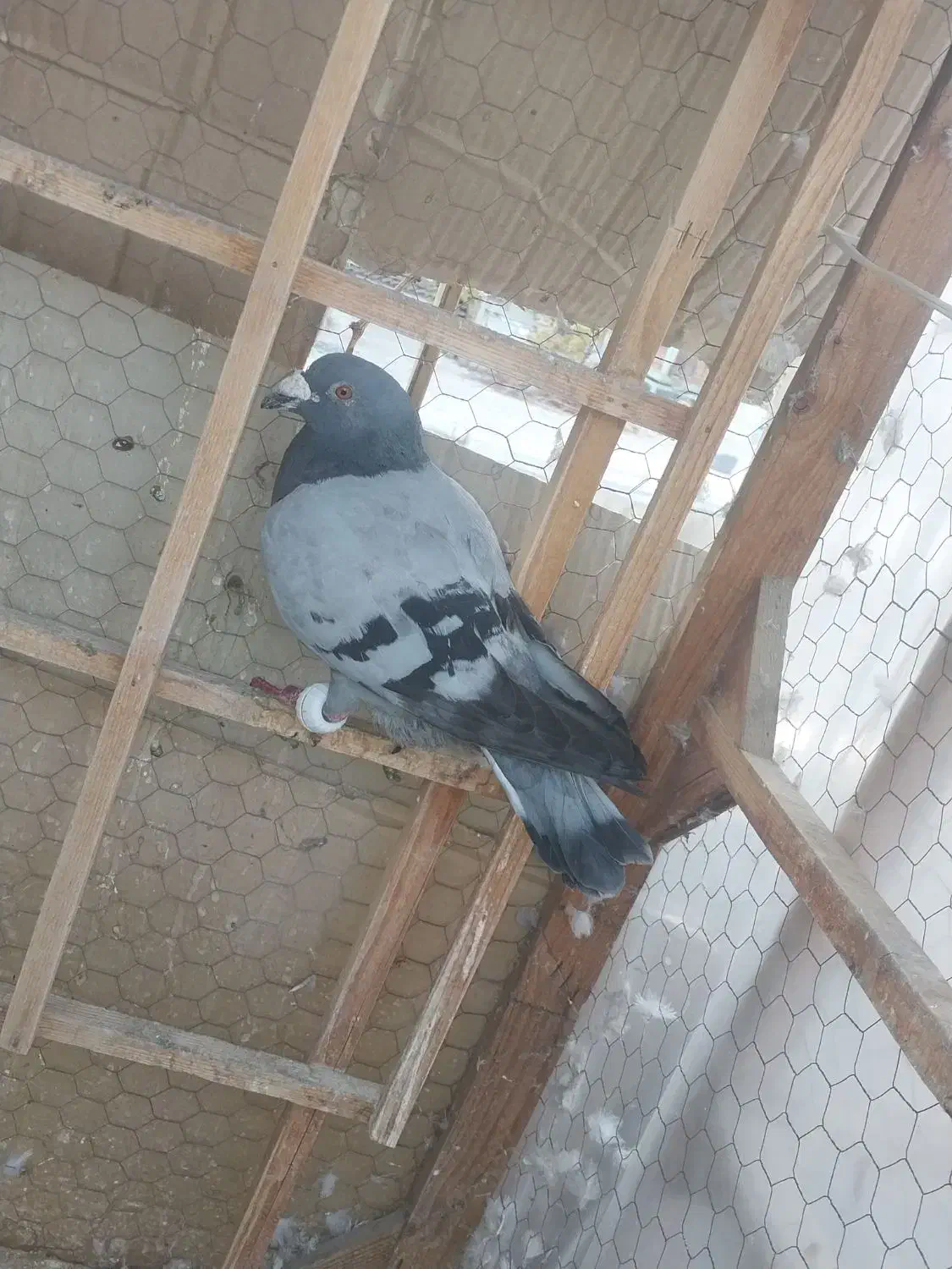 حیوانات|پرنده|مشهد, رده|دیوار