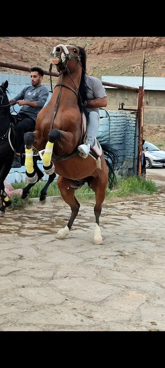 چندنفر برای کاردرباشگاه اسب|استخدام صنعتی، فنی، مهندسی|تبریز, |دیوار