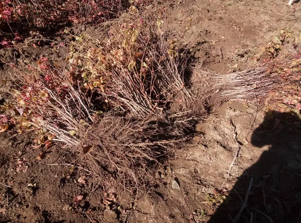 نهال های اصلاح شده با لیبل|خدمات باغبانی و درختکاری|قم, زنبیل آباد|دیوار