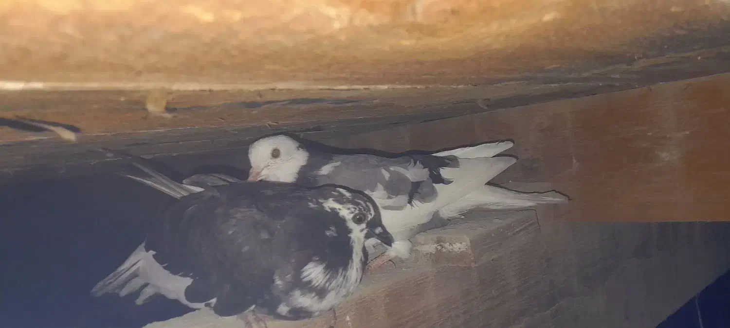 کبوتر|پرنده|گمیشان, |دیوار