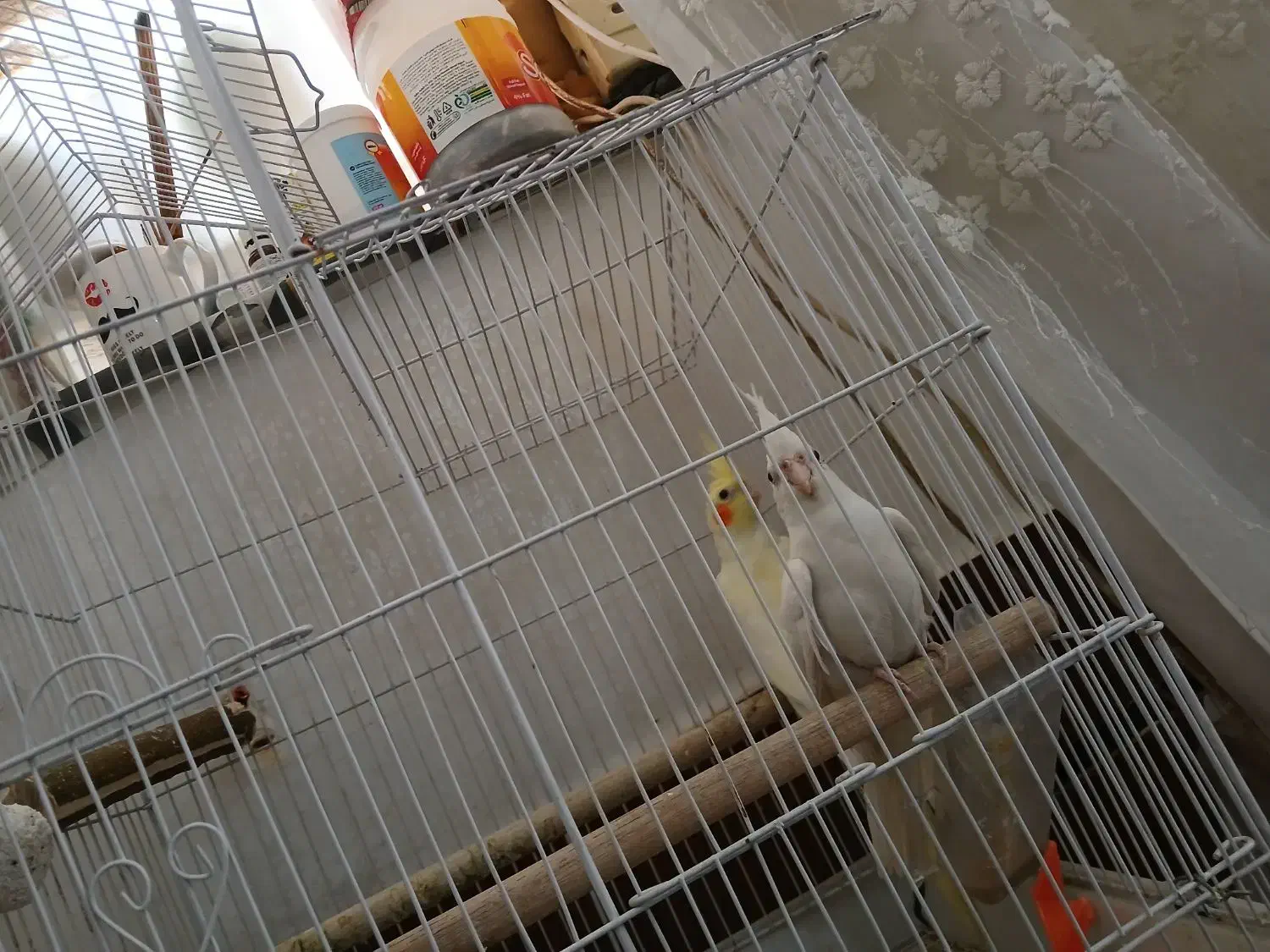 جفت عروس هلندی|پرنده|شوش, |دیوار