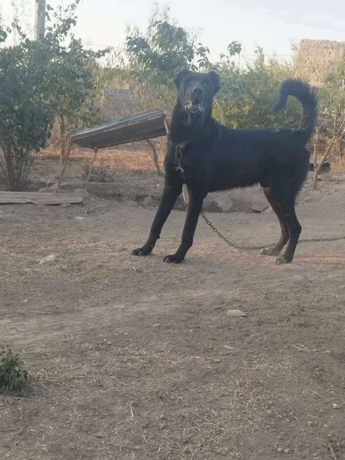 سگ سرابی|سگ|آبش احمد, |دیوار