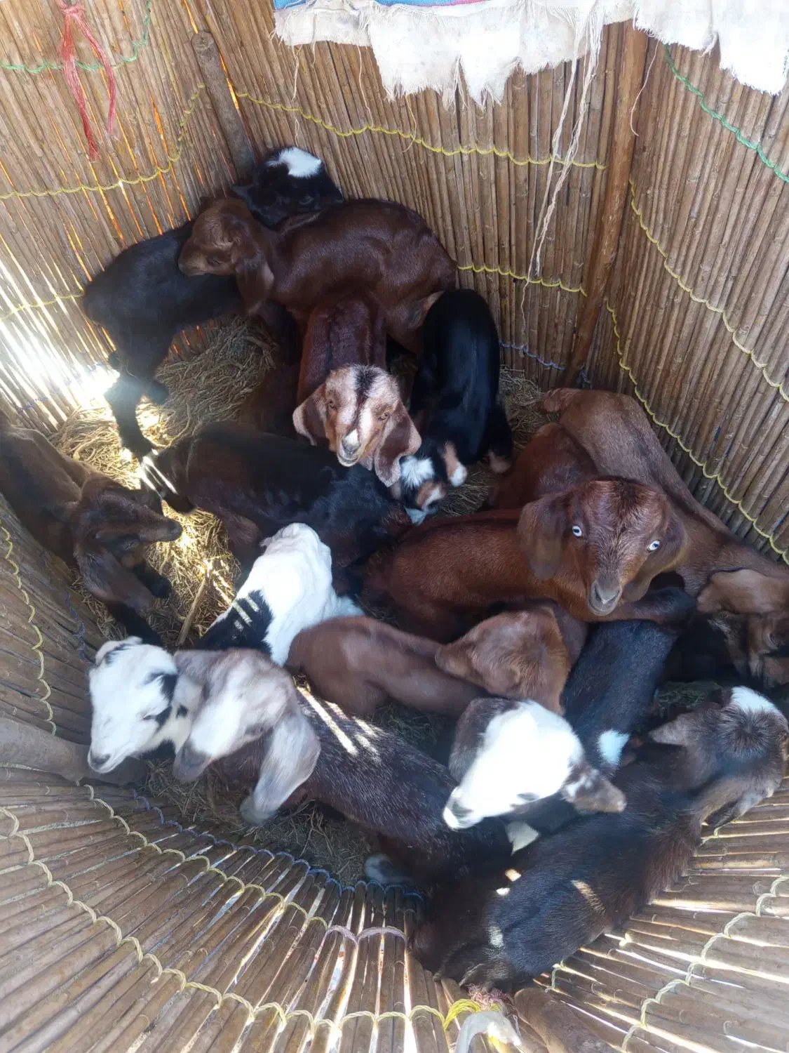 بز داشتی|حیوانات مزرعه|دهرم, |دیوار