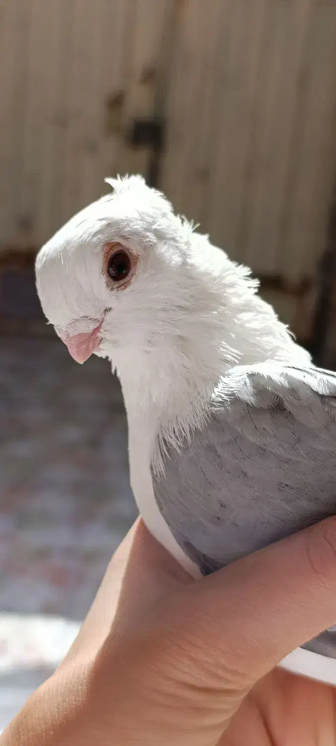 کفتر|پرنده|بندر امام خمینی, |دیوار