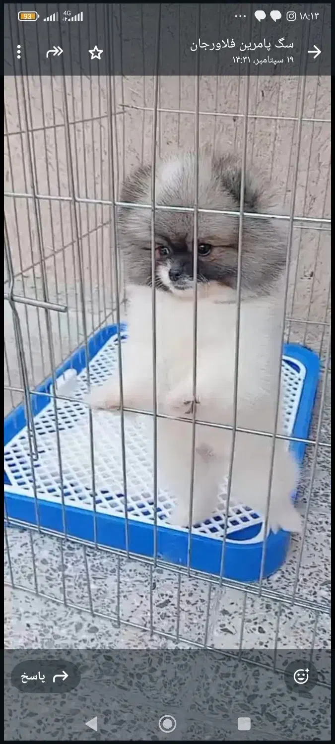 توله پامر خرسی|سگ|اصفهان, بهارستان|دیوار