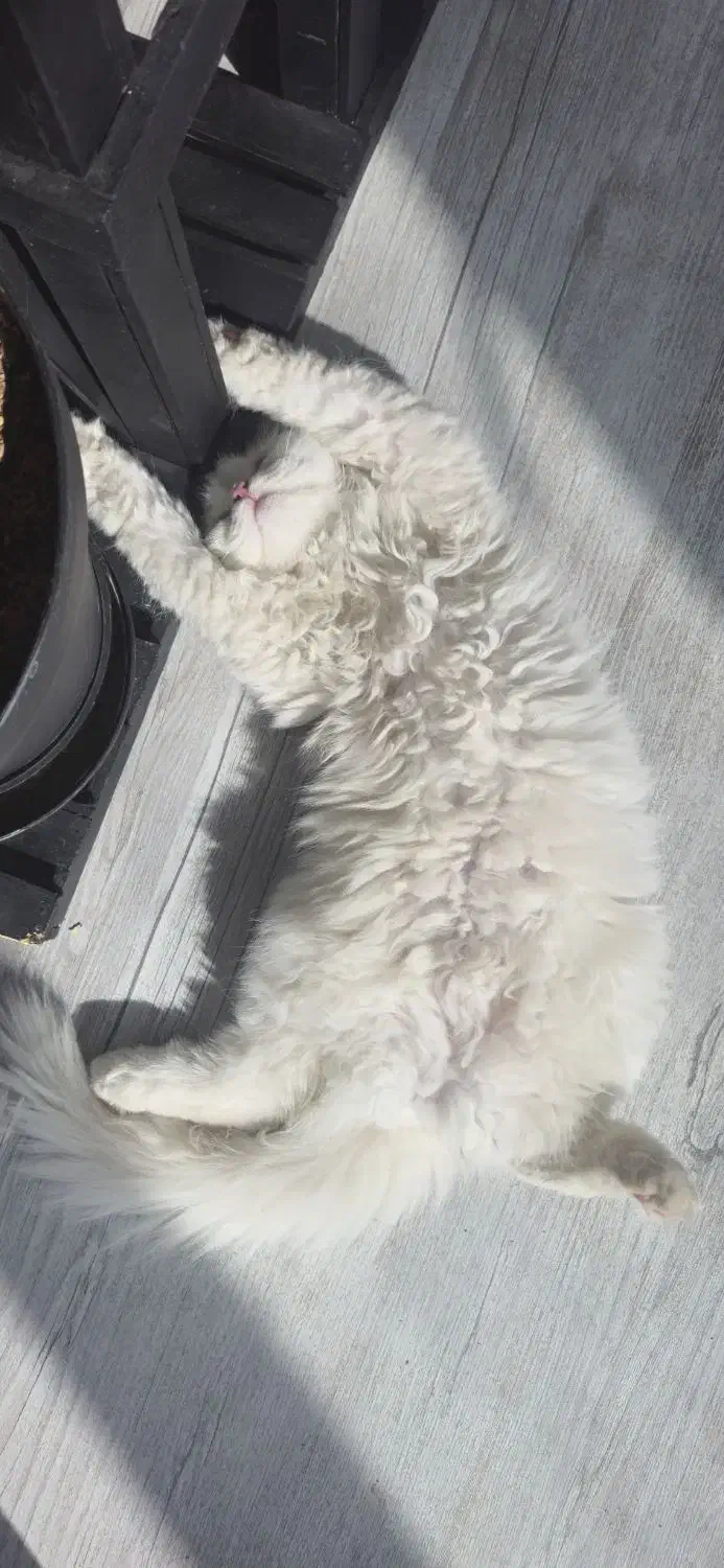 پرشین سفید|گربه|همدان, |دیوار