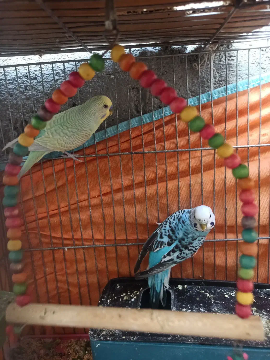 مرغ عشق|پرنده|یاسوج, |دیوار