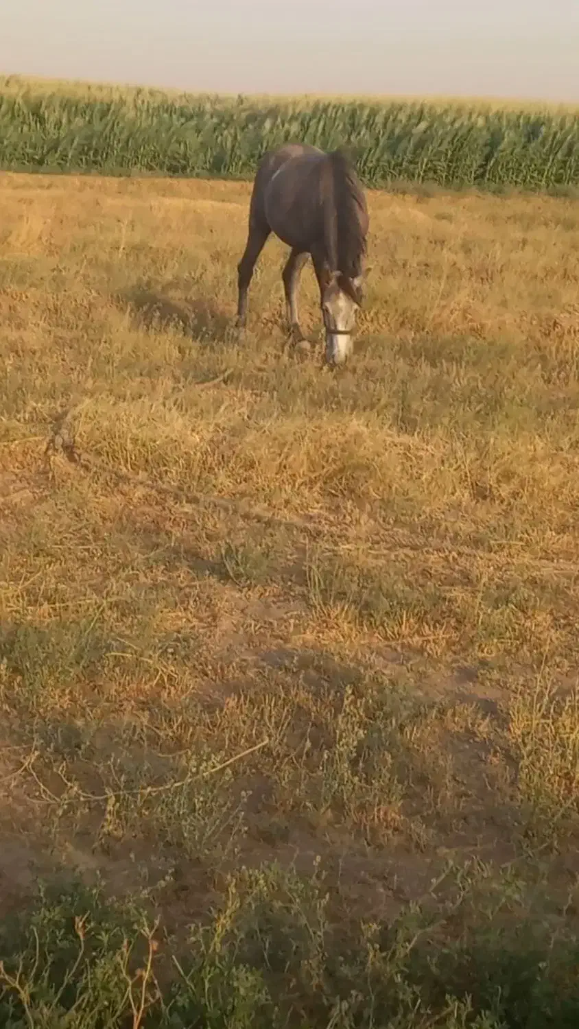 مادیان ۵ساله نژاد کرد یورقه|اسب و تجهیزات اسب‌سواری|قزوین, |دیوار