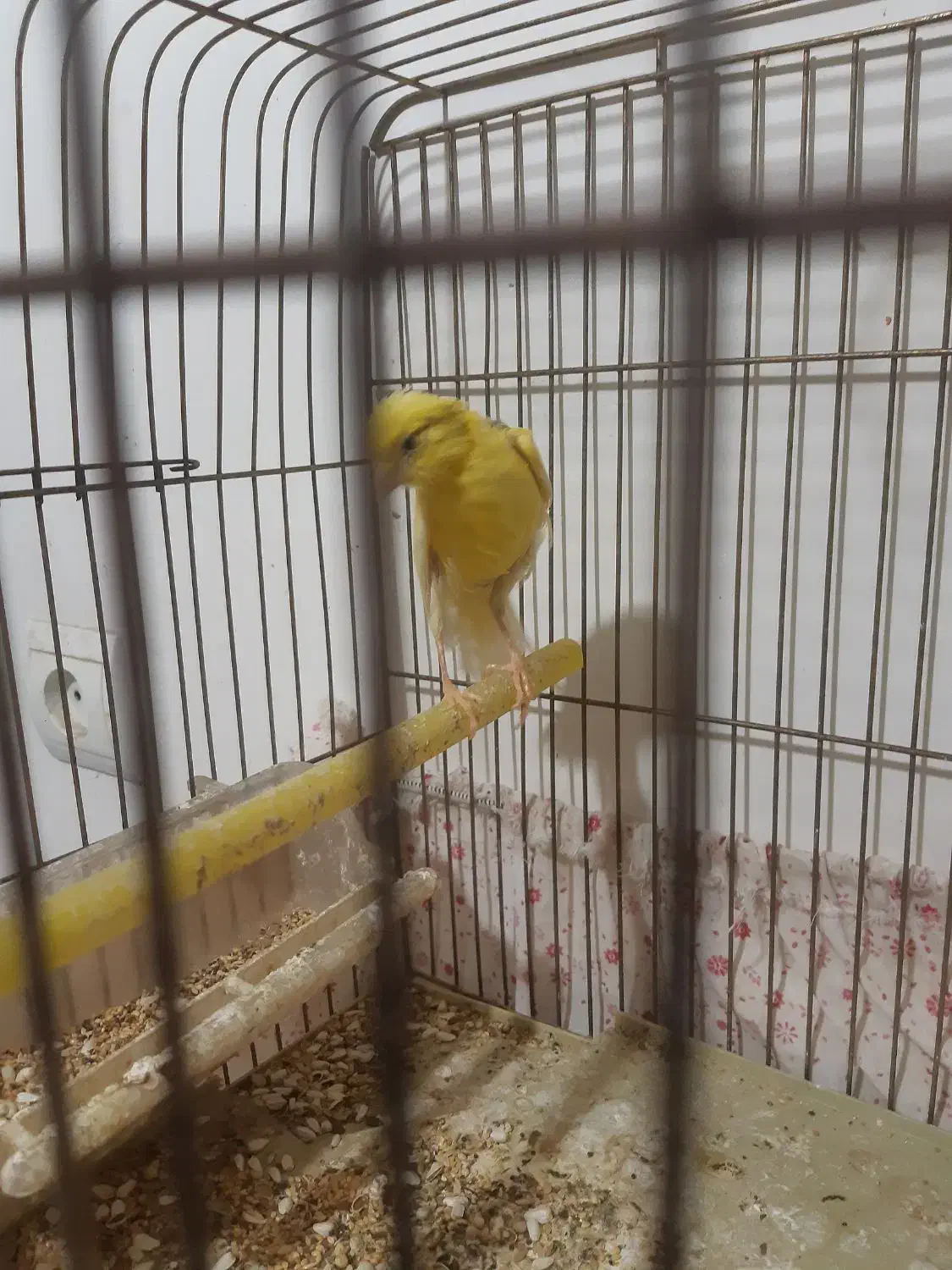 قناری ماده طلایی ۵ تخم اماده اماده|پرنده|بیرجند, |دیوار