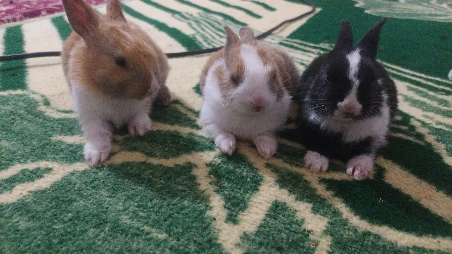 خرگوش خوشگل بفروش میرسد|موش و خرگوش|نرماشیر, |دیوار