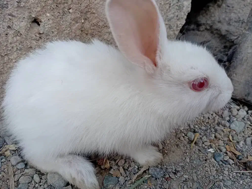 خرگوش|موش و خرگوش|جیرفت, |دیوار