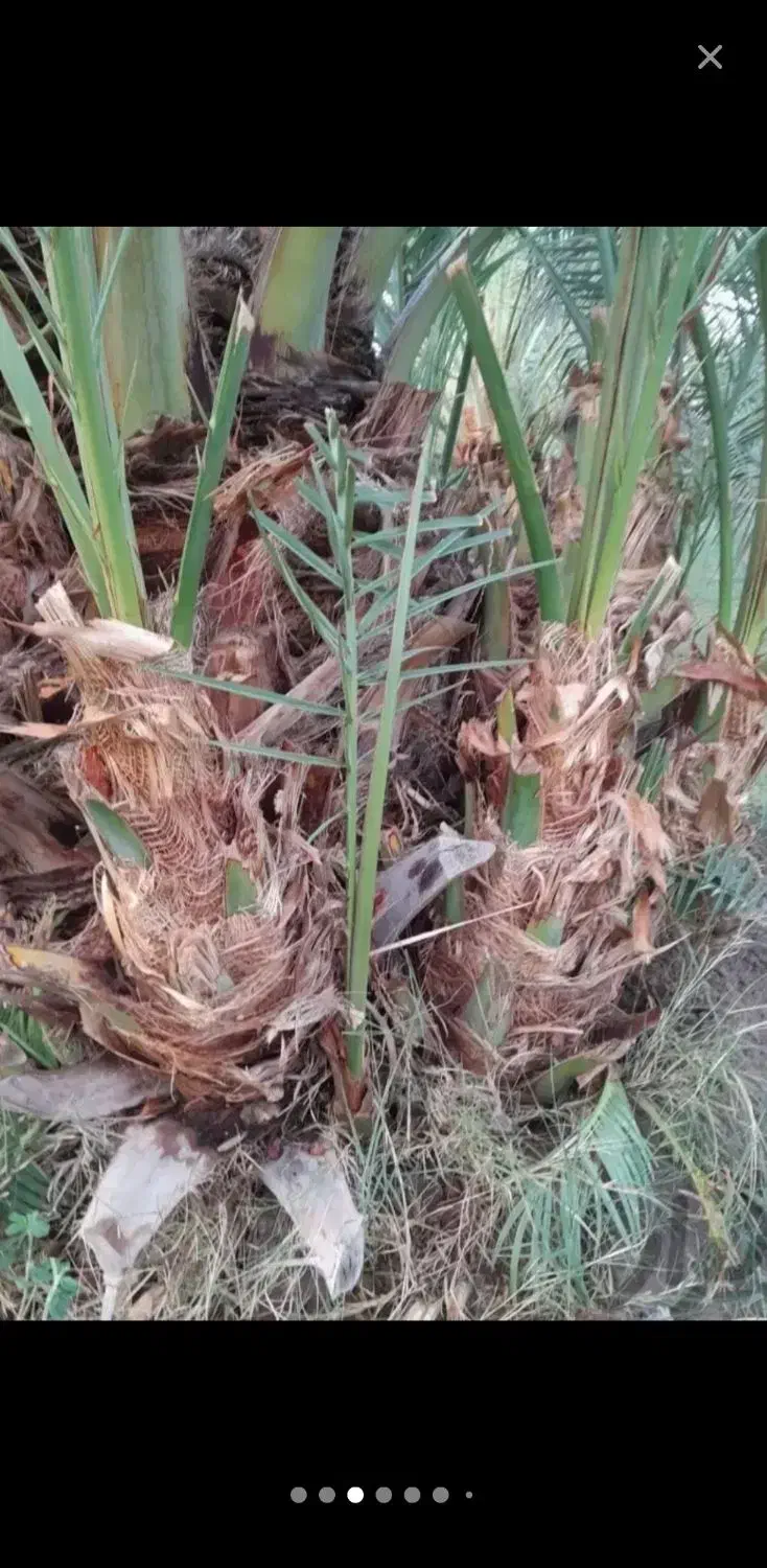 فروش فسیل خرما کلوته|گل و گیاه طبیعی|جیرفت, |دیوار