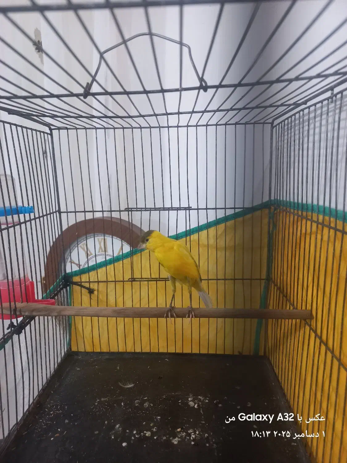 قناری نر ابلغ|پرنده|مرودشت, ثبت احوال|دیوار