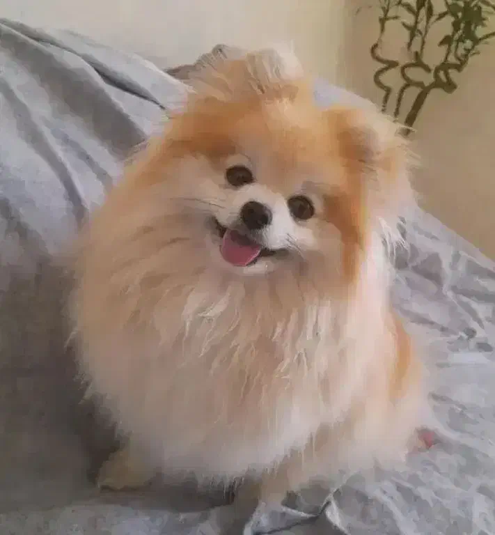 سگ پامرانین|سگ|خرمآباد, |دیوار