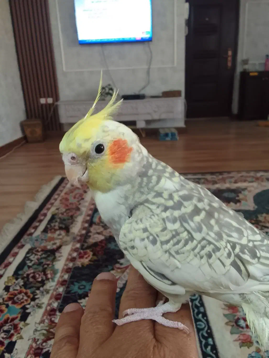 عروس هلندی|پرنده|اهواز, کوی صادقیه|دیوار