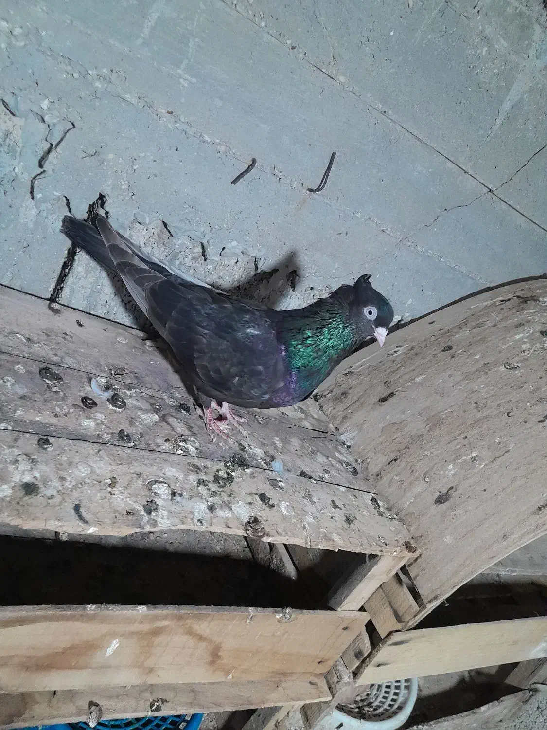 ماده فروشی|پرنده|بندر گناوه, |دیوار