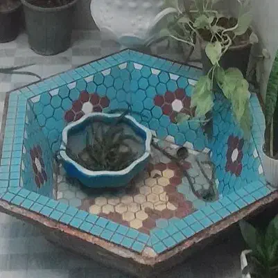 حوضچه|ماهی|مشهد, تلگرد|دیوار