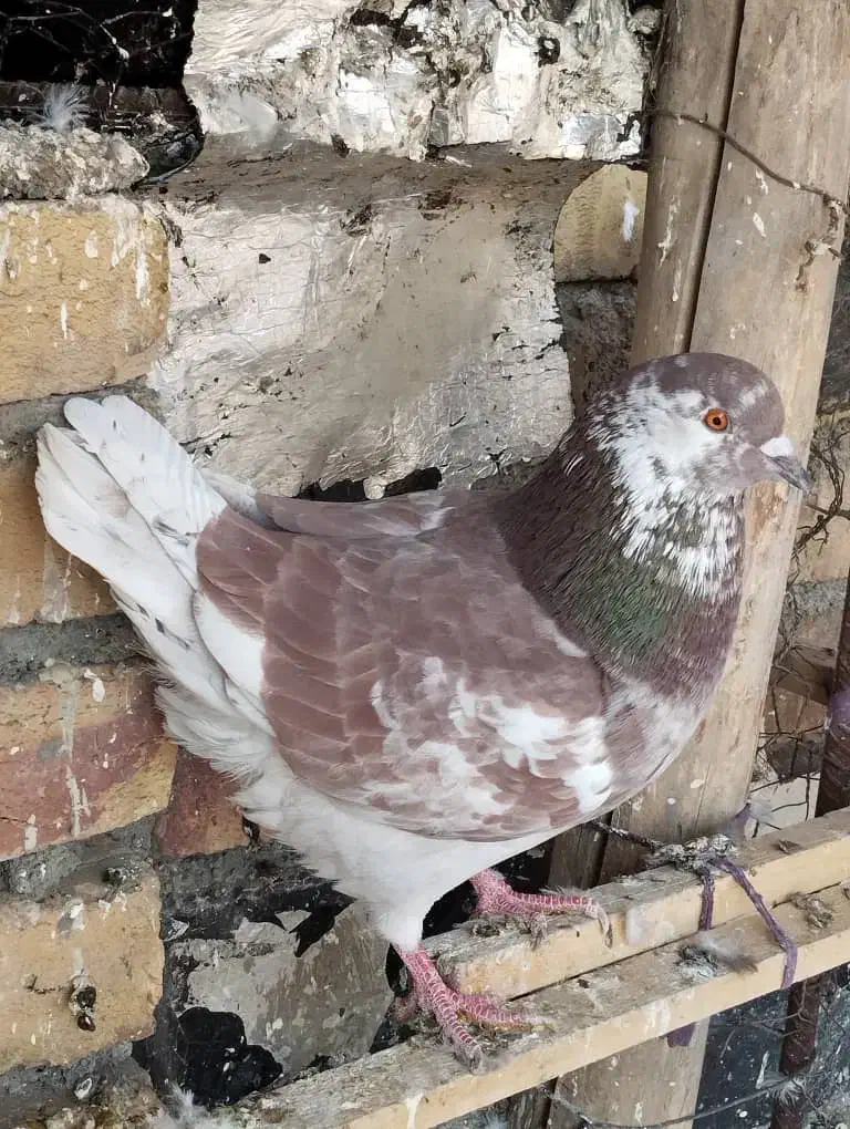 کبوتر زینتی|پرنده|اشنویه, |دیوار