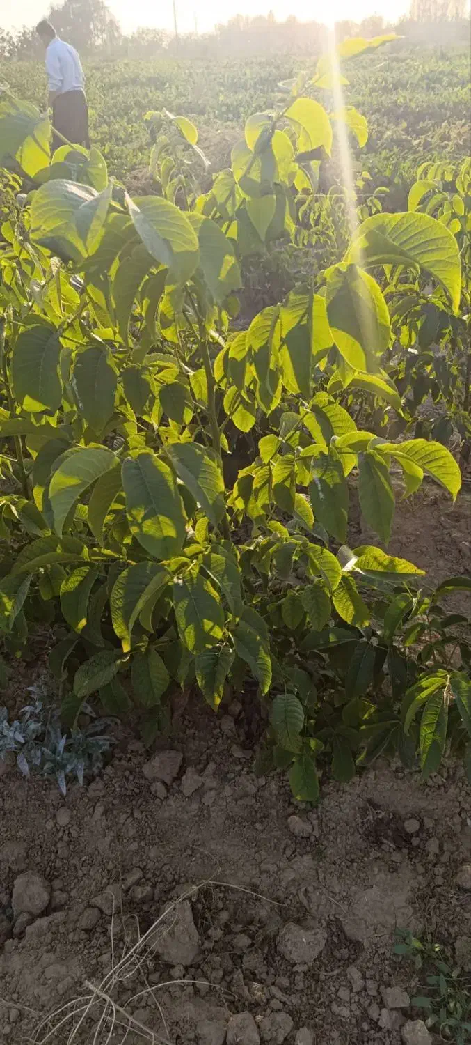 نهال پر کیفیت اصلاح شده|خدمات باغبانی و درختکاری|دره شهر, |دیوار