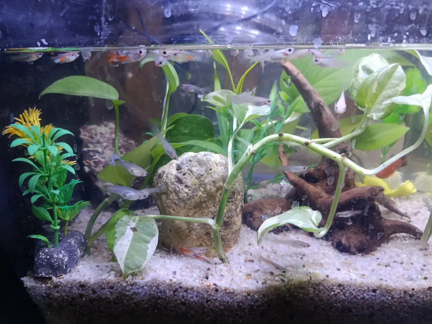 انواع ماهی های زینتی،گوپی،پلاتی،مولی و کوپی زیبا|ماهی|مشهد, طبرسی شمالی|دیوار