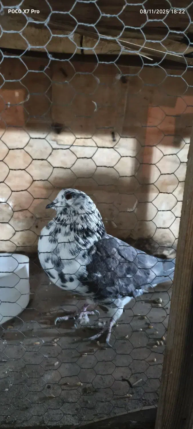 کفتر نر|پرنده|تهران, تهرانپارس شرقی|دیوار