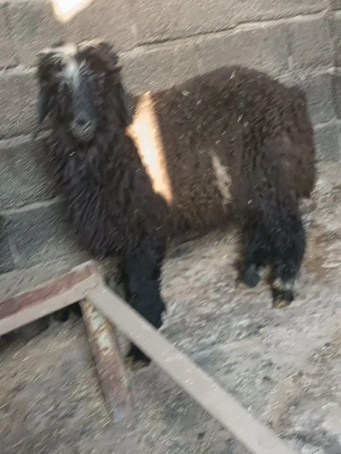 بره تخمی|حیوانات مزرعه|مسجد سلیمان, |دیوار