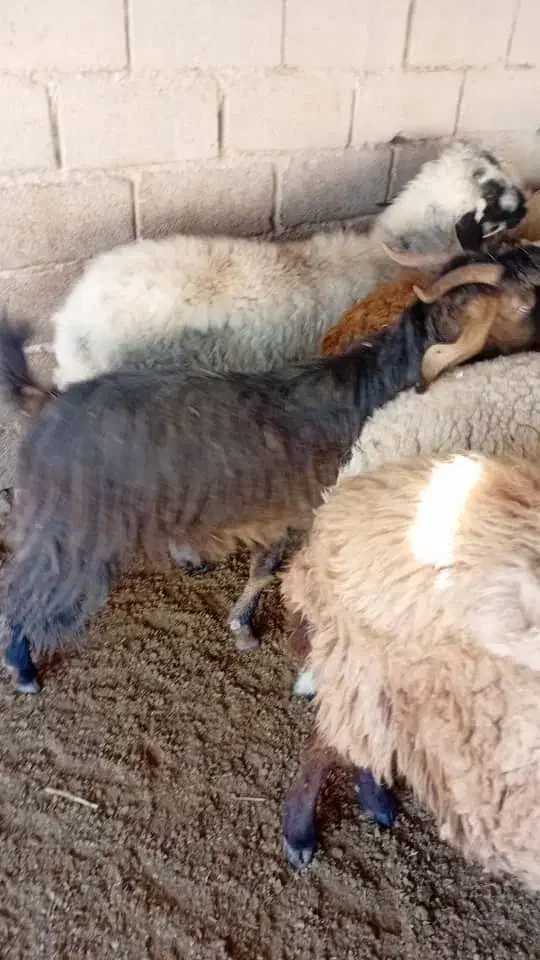 گاو و بز نر برایه فروش|حیوانات مزرعه|بندر ماهشهر, |دیوار