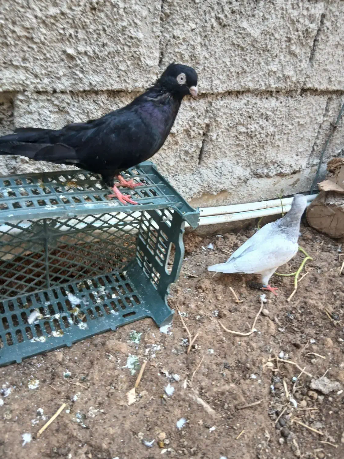 کبوتر زاغ آبادانی|پرنده|بندر ماهشهر, |دیوار