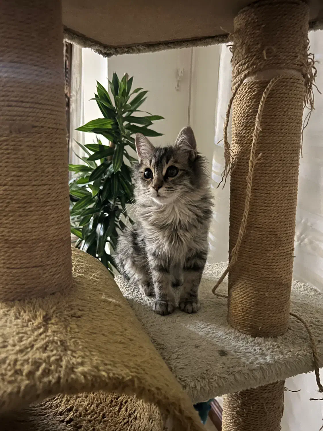 گربه|گربه|تهران, صادقیه|دیوار