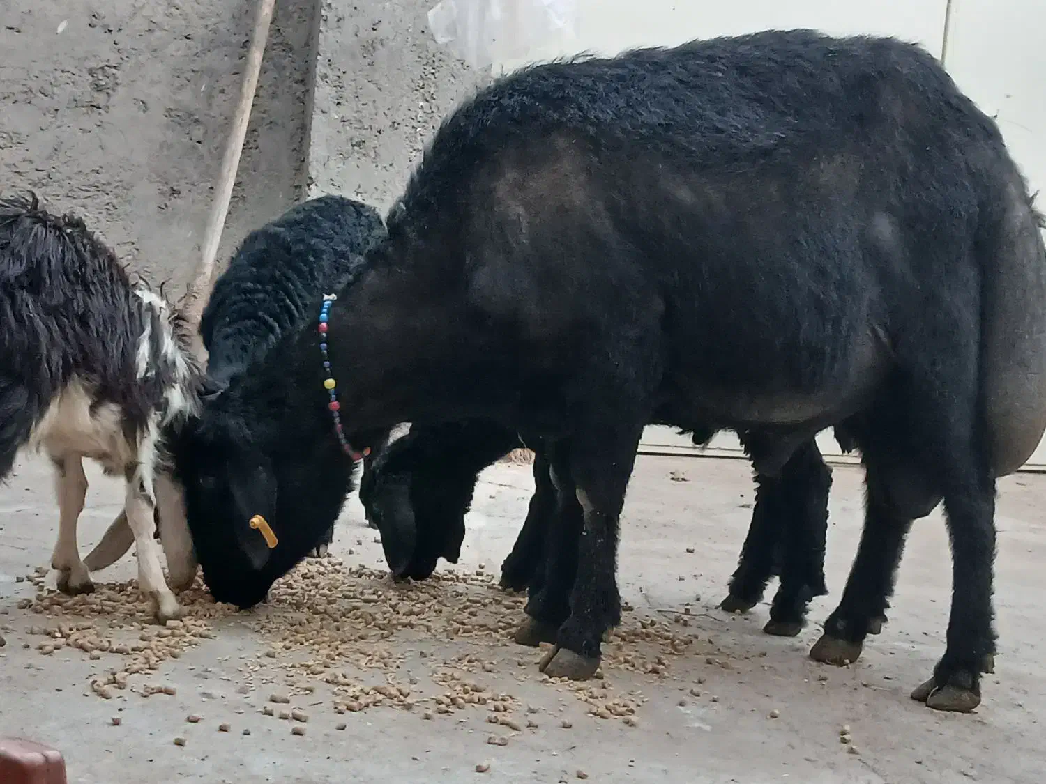 قوچ قارا قزال لوخت موسیم|حیوانات مزرعه|کوثر, |دیوار