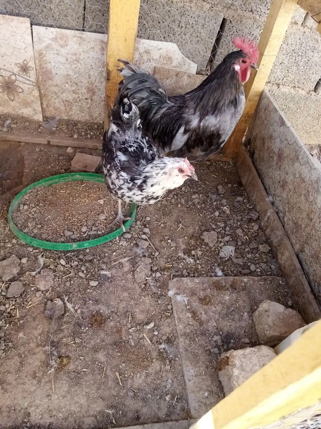 فرش مرغ گلین، جوجه گلین و خروس گلین. مامونیه|حیوانات مزرعه|زرندیه, |دیوار