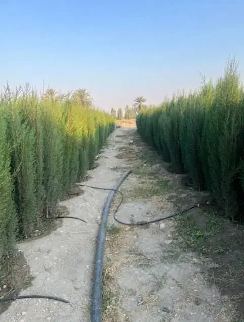 نهال سروناز شیراز سرو درخت|خدمات باغبانی و درختکاری|خفر, |دیوار