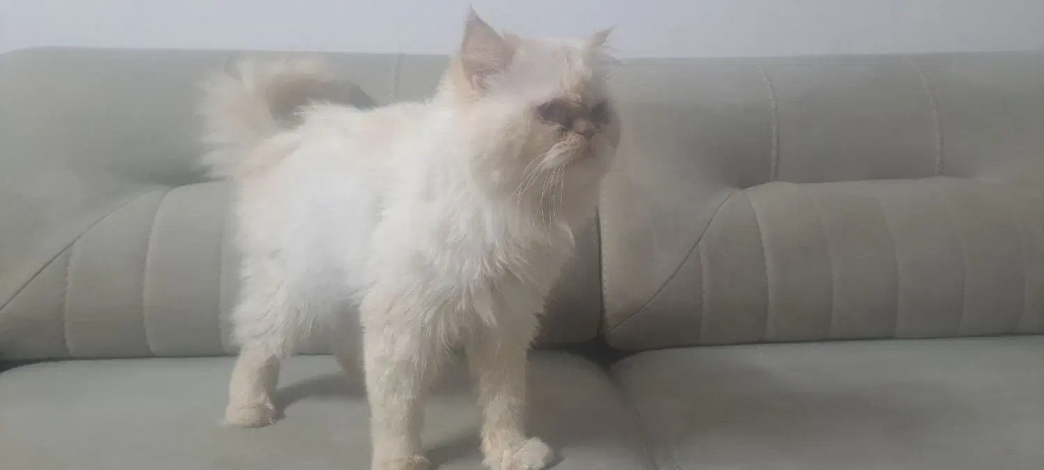 نژاد پرشین هیمالین|گربه|مشهد, امیریه|دیوار