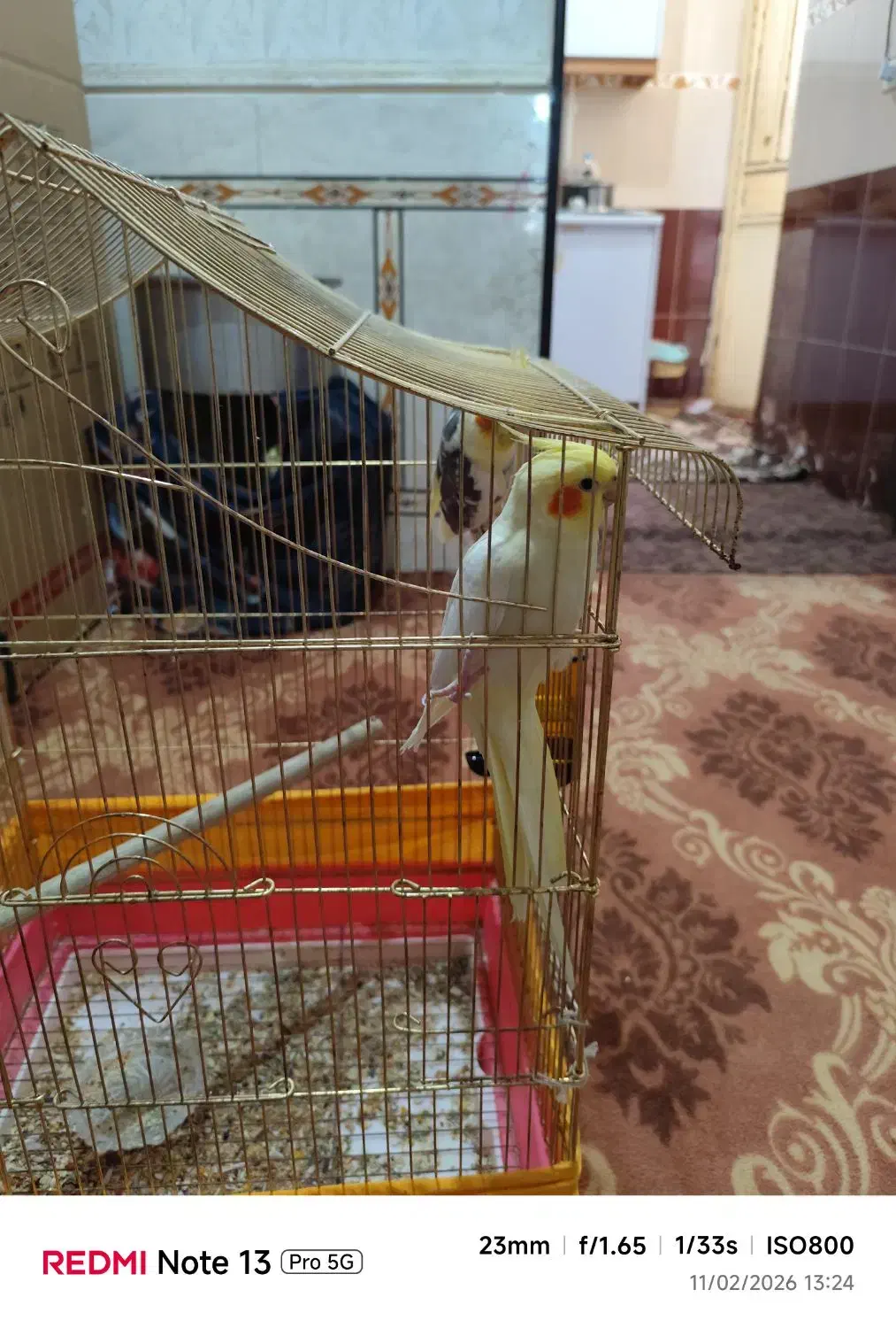 عروس هلندی|پرنده|خرمشهر, |دیوار