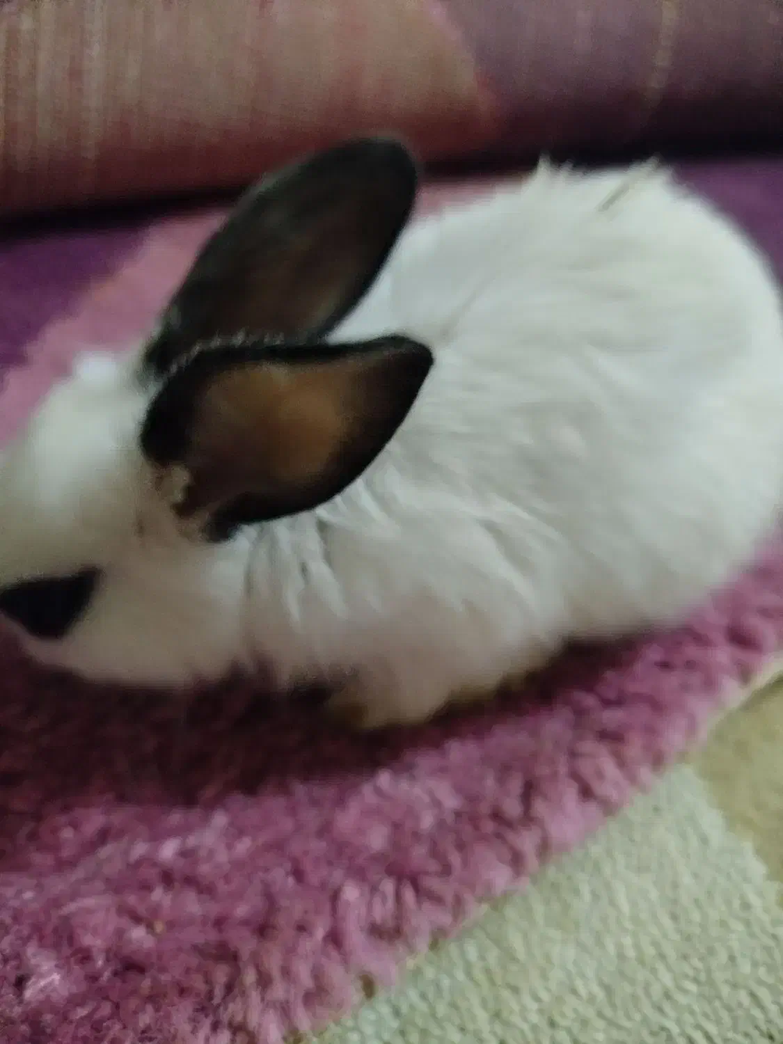 خرگوش مینیاتوری|موش و خرگوش|دزفول, |دیوار