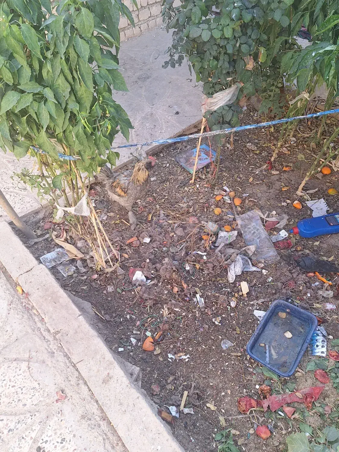 مرغ و خروس|حیوانات مزرعه|اصفهان, شهرک صنعتی امیرکبیر (شاپور جدید)|دیوار