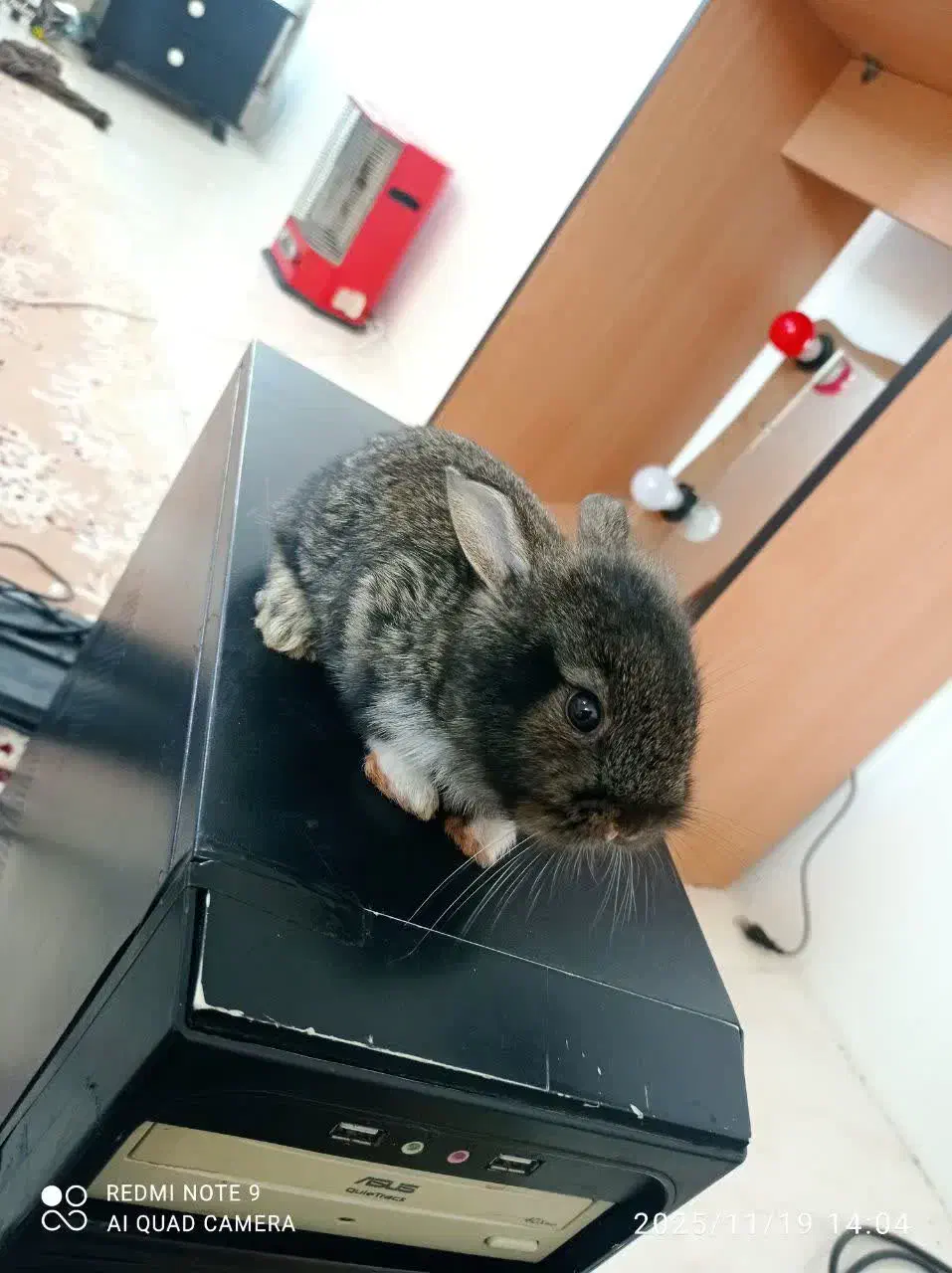 یک جفت خرگوش لوپ خیلی خوشگل|موش و خرگوش|کهک, |دیوار