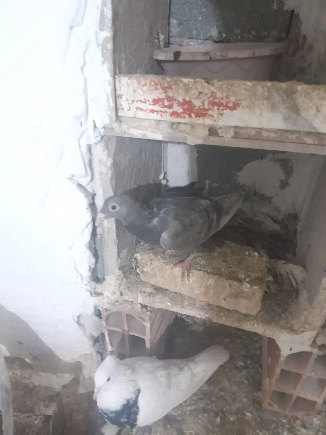 جوجه سار|پرنده|بجنورد, |دیوار