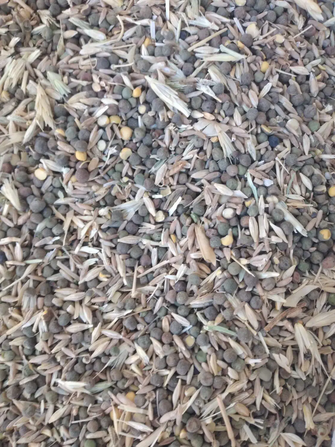 گندم میشی|خوردنی و آشامیدنی|بروجن, |دیوار